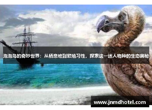 泡泡鸟的奇妙世界：从栖息地到繁殖习性，探索这一迷人物种的生态奥秘